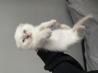 Blue point scottish fold
