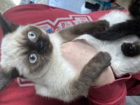 British shorthair erkek kedimiz