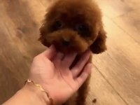 Kore Teacup 15 Aylık Dişi 1400 Gr 18 Cm Poodle