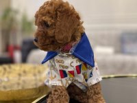 Show Kalite Toy Poodle yavruları erkek ve dişi