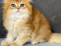 British Longhair NY 11