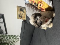 Shih Tzu Yavru Erkek