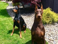 Safkan Dev king europe Doberman yavruları hazır