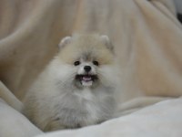 POMERANİAN DAHA GÜZELİ YOK