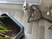 Bengal kedisi