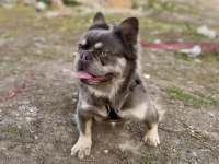 Lilac Tan Fluffy French Bulldog