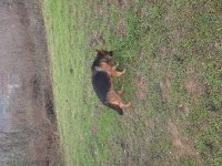 Üst düzey şecereli 2 yaşında dişi alman çoban köpeği