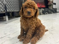 A PLUS POODLE YAVRULAR