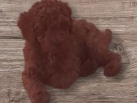 Minyatür toy poodle yavrularımız