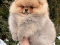TEDDY BEAR POMERANİAN YAVRULARI