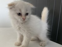 Scottish fold longhair yavrular