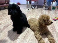 6 aylık Siyah Toy Poodle