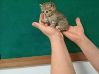 British shorthair 40 günlük yavrular