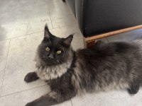 Yeni ailesine gitmeye hazır maine coon