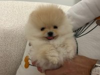3 aylık sıfır burun orjinal tüm eşyalarıyla pomeranian
