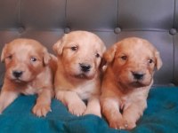 Golden Retriever Babyface Yavrularım