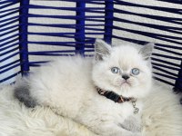 Exotic Shorthair Sevimli Yavrular