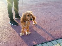 English cocker sahiplendirilmektedir