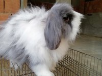 Teddy lop damızlık tavşanlar