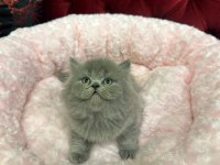 British Shorthair 2 Aylık