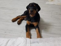 26 HAZİRAN DOĞUMLU DOBERMAN BEBEKLERİMİZ