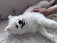 Pomeranian boo