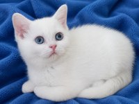 British shorthair erkek ve dişi bebekler