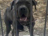 CANE CORSO BLUE ERKEK ORJİNAL EĞİTİMLİ