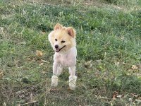 Malatya da 1.5 yaşında pomeranian