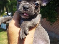 Teslime hazır harika yavrular french bulldog