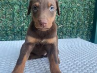 Doberman kızıl ırk