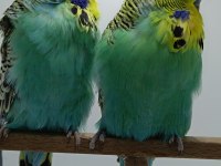 Show jumbo muhabbet kuşlar