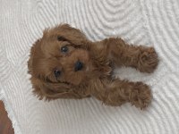 2 Aylık Sevimli Teacup Poodle Yavru