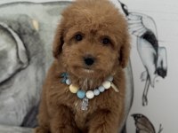 ORJİNAL MALTİPOO
