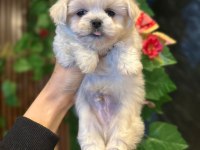 ARANILAN MALTESE YAVRUSU
