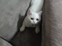 oyuncu minik scottish fold