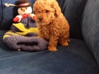 Poodle uygun bütçeli olanlar kaçırmasın