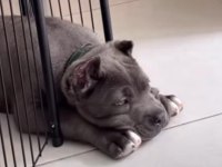 Korumacı Cane Corso Yavrular