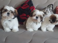 Orjinal saf kan Shih Tzu Şitsu