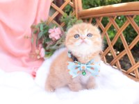 Top Kafa Scottish Fold Erkek Yavru