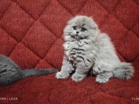 Mama Karşılığı Yavru Scottish Fold