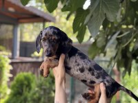 Dünyalar Tatlısı Merle Dachshund sosis bebeğimiz
