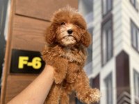 Dünyalae Tatlısı Cavapoo Bebekler