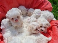 En guzel morkie bebekler