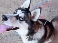 Köpeğimiz Gamiye Ömürlük Yuva