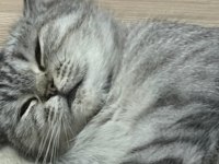 British Shorthair Dişi Kedimiz