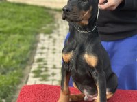 Show Kalite Safkan Doberman Yavruları