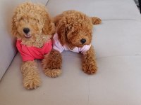 Yavru toy poodle