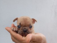 Meraklısına French Bulldog