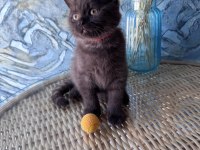 British shorthair nadir bulunan chocolate safkan erkek yavru